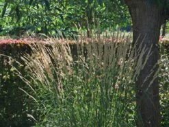 Sandrohr 'Karl Foerster' -Angebote Wurzel Zeit Store sandrohr karl foerster m009049 w 2