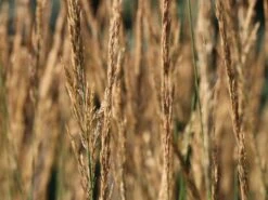 Sandrohr 'Karl Foerster' -Angebote Wurzel Zeit Store sandrohr karl foerster m009049 w 3