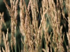 Sandrohr 'Karl Foerster' -Angebote Wurzel Zeit Store sandrohr karl foerster m009049 w 4