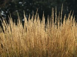 Sandrohr 'Karl Foerster' -Angebote Wurzel Zeit Store sandrohr karl foerster m009049 w 6