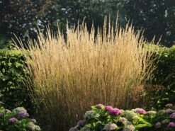 Sandrohr 'Karl Foerster' -Angebote Wurzel Zeit Store sandrohr karl foerster m009049 w 7