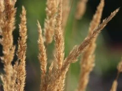 Sandrohr 'Karl Foerster' -Angebote Wurzel Zeit Store sandrohr karl foerster m009049 w 8