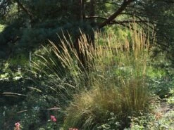 Sandrohr 'Karl Foerster' -Angebote Wurzel Zeit Store sandrohr karl foerster m009049 w 9