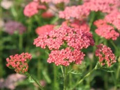 Schafgarbe 'Apricot Delight'