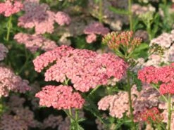 Schafgarbe 'Apricot Delight' -Angebote Wurzel Zeit Store schafgarbe apricot delight m057542 w 2