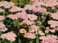 Schafgarbe 'Apricot Delight' -Angebote Wurzel Zeit Store schafgarbe apricot delight m057542 w 3