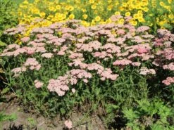 Schafgarbe 'Apricot Delight' -Angebote Wurzel Zeit Store schafgarbe apricot delight m057542 w 4