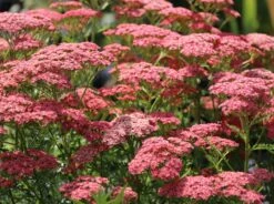 Schafgarbe 'Apricot Delight' -Angebote Wurzel Zeit Store schafgarbe apricot delight m057542 w 7