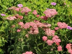 Schafgarbe 'Apricot Delight' -Angebote Wurzel Zeit Store schafgarbe apricot delight m057542 w 8