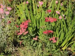 Schafgarbe 'Apricot Delight' -Angebote Wurzel Zeit Store schafgarbe apricot delight m057542 w 9