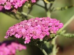 Schafgarbe 'Saucy Seduction' -Angebote Wurzel Zeit Store schafgarbe saucy seduction m074000 w 0