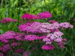 Schafgarbe 'Saucy Seduction' -Angebote Wurzel Zeit Store schafgarbe saucy seduction m074000 w 2