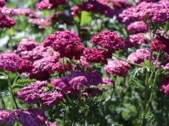 Schafgarbe 'Saucy Seduction' -Angebote Wurzel Zeit Store schafgarbe saucy seduction m074000 w 3