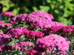 Schafgarbe 'Saucy Seduction' -Angebote Wurzel Zeit Store schafgarbe saucy seduction m074000 w 4