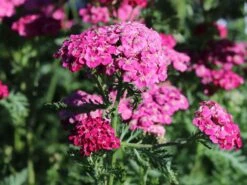 Schafgarbe 'Saucy Seduction' -Angebote Wurzel Zeit Store schafgarbe saucy seduction m074000 w 5