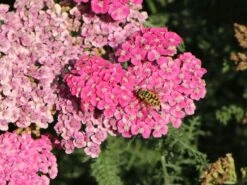 Schafgarbe 'Saucy Seduction' -Angebote Wurzel Zeit Store schafgarbe saucy seduction m074000 w 6