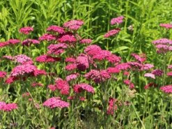 Schafgarbe 'Saucy Seduction' -Angebote Wurzel Zeit Store schafgarbe saucy seduction m074000 w 7