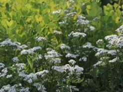 Schafgarbe 'Schneetaler' -Angebote Wurzel Zeit Store schafgarbe schneetaler m044521 w 2