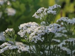 Schafgarbe 'Schneetaler' -Angebote Wurzel Zeit Store schafgarbe schneetaler m044521 w 3