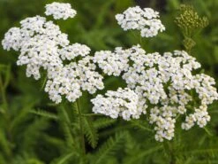 Schafgarbe 'Schneetaler' -Angebote Wurzel Zeit Store schafgarbe schneetaler m044521 w 4