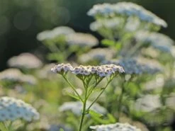 Schafgarbe 'Schneetaler' -Angebote Wurzel Zeit Store schafgarbe schneetaler m044521 w 5