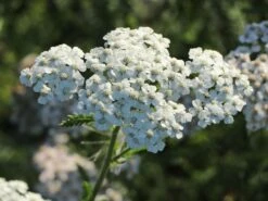 Schafgarbe 'Schneetaler' -Angebote Wurzel Zeit Store schafgarbe schneetaler m044521 w 6