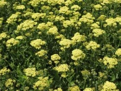 Schafgarbe 'Sunny Seduction' -Angebote Wurzel Zeit Store schafgarbe sunny seduction m078014 w 0