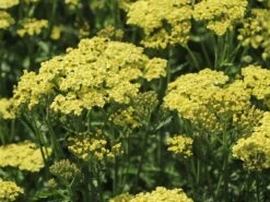 Schafgarbe 'Sunny Seduction' -Angebote Wurzel Zeit Store schafgarbe sunny seduction m078014 w 1