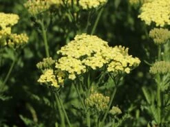 Schafgarbe 'Sunny Seduction' -Angebote Wurzel Zeit Store schafgarbe sunny seduction m078014 w 3