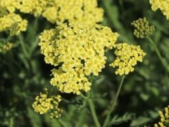 Schafgarbe 'Sunny Seduction' -Angebote Wurzel Zeit Store schafgarbe sunny seduction m078014 w 5