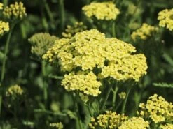 Schafgarbe 'Sunny Seduction' -Angebote Wurzel Zeit Store schafgarbe sunny seduction m078014 w 6