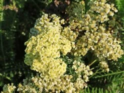 Schafgarbe 'Sunny Seduction' -Angebote Wurzel Zeit Store schafgarbe sunny seduction m078014 w 8