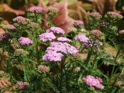 Schafgarbe 'Wonderful Wampee' -Angebote Wurzel Zeit Store schafgarbe wonderful wampee m057544 w 1