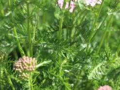 Schafgarbe 'Wonderful Wampee' -Angebote Wurzel Zeit Store schafgarbe wonderful wampee m057544 w 3