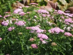 Schafgarbe 'Wonderful Wampee' -Angebote Wurzel Zeit Store schafgarbe wonderful wampee m057544 w 4