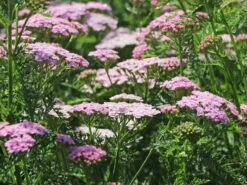 Schafgarbe 'Wonderful Wampee' -Angebote Wurzel Zeit Store schafgarbe wonderful wampee m057544 w 5