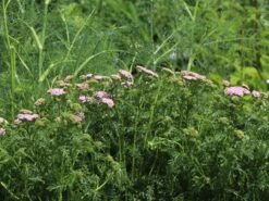 Schafgarbe 'Wonderful Wampee' -Angebote Wurzel Zeit Store schafgarbe wonderful wampee m057544 w 6