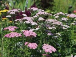 Schafgarbe 'Wonderful Wampee' -Angebote Wurzel Zeit Store schafgarbe wonderful wampee m057544 w 7