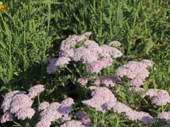 Schafgarbe 'Wonderful Wampee' -Angebote Wurzel Zeit Store schafgarbe wonderful wampee m057544 w 8