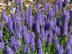 Scheinähriger Ehrenpreis 'Inspire ® Blue' -Angebote Wurzel Zeit Store scheinaehriger ehrenpreis inspire blue m104430 w 0 1