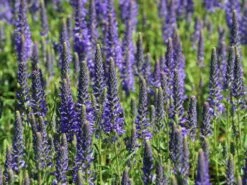 Scheinähriger Ehrenpreis 'Inspire ® Blue' -Angebote Wurzel Zeit Store scheinaehriger ehrenpreis inspire blue m104430 w 0