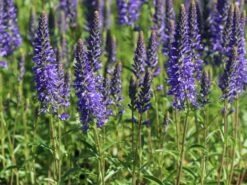 Scheinähriger Ehrenpreis 'Inspire ® Blue' -Angebote Wurzel Zeit Store scheinaehriger ehrenpreis inspire blue m104430 w 1 1