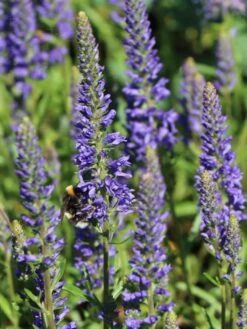 Scheinähriger Ehrenpreis 'Inspire ® Blue' -Angebote Wurzel Zeit Store scheinaehriger ehrenpreis inspire blue m104430 w 2