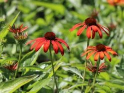 Scheinsonnenhut 'Julia' ® -Angebote Wurzel Zeit Store scheinsonnenhut julia m088053 w 0