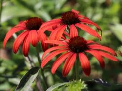 Scheinsonnenhut 'Julia' ® -Angebote Wurzel Zeit Store scheinsonnenhut julia m088053 w 1 1