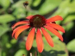 Scheinsonnenhut 'Julia' ® -Angebote Wurzel Zeit Store scheinsonnenhut julia m088053 w 2