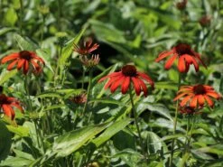 Scheinsonnenhut 'Julia' ® -Angebote Wurzel Zeit Store scheinsonnenhut julia m088053 w 3