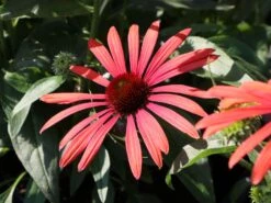 Scheinsonnenhut 'Julia' ® -Angebote Wurzel Zeit Store scheinsonnenhut julia m088053 w 6