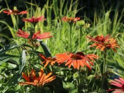 Scheinsonnenhut 'Julia' ® -Angebote Wurzel Zeit Store scheinsonnenhut julia m088053 w 7