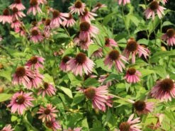 Scheinsonnenhut 'Summer Cocktail' -Angebote Wurzel Zeit Store scheinsonnenhut summer cocktail m102084 w 1